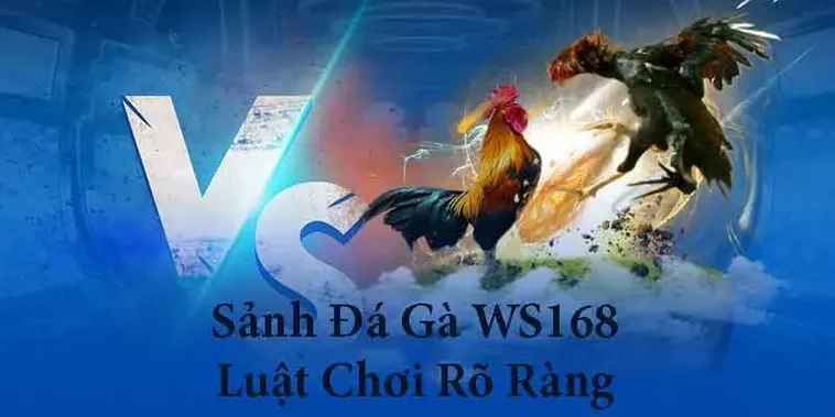 Toàn Tập Cách Chơi Đá Gà WS168 Tại C54 Cho Người Mới