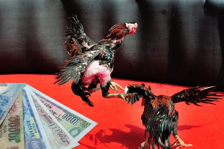 Hướng Dẫn Cách Chơi Đá Gà Sabong Tại C54 Từ Chuyên Gia 1 Hướng Dẫn Cách Chơi Đá Gà Sabong Tại C54 Từ Chuyên Gia